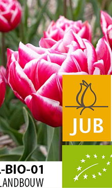 TULIPA COLUMBUS BIOLOGISCH