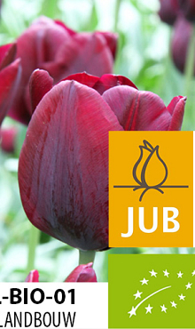 TULIPA RONALDO BIOLOGISCH