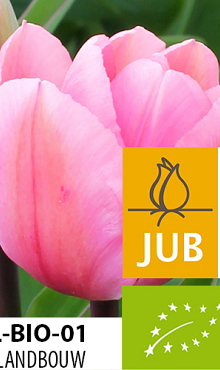 TULIPA BIG LOVE BIOLOGISCH