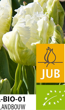 TULIPA WHITE REBEL BIOLOGISCH