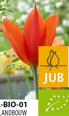 TULIPA BALLERINA BIOLOGISCH