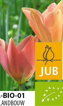 TULIPA BATALINII BRONZE CHARM BIOLOGISCH