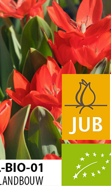 TULIPA PRAESTANS ZWANENBURG BIOLOGISCH