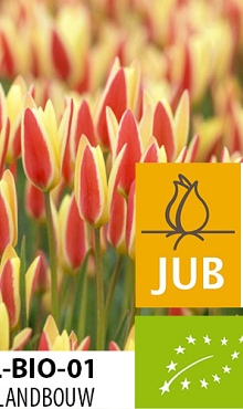 TULIPA TINKA BIOLOGISCH