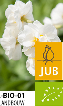 NARCISSUS BRIDAL CROWN BIOLOGISCH