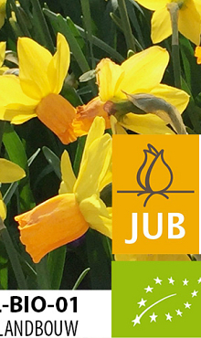 NARCISSUS JETFIRE BIOLOGISCH