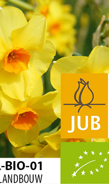NARCISSUS MARTINETTE BIOLOGISCH