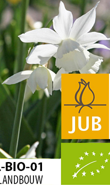 NARCISSUS TRIANDRUS THALIA BIOLOGISCH