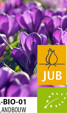 CROCUS FLOWER RECORD BIOLOGISCH