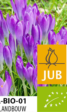 CROCUS TOMM. BARR'S PURPLE BIOLOGISCH