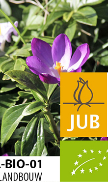 CROCUS SP. RUBY GIANT BIOLOGISCH