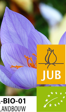 CROCUS SP. SATIVUS BIOLOGISCH