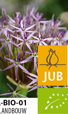 ALLIUM CHRISTOPHII BIOLOGISCH