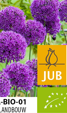 ALLIUM PURPLE SENSATION BIOLOGISCH