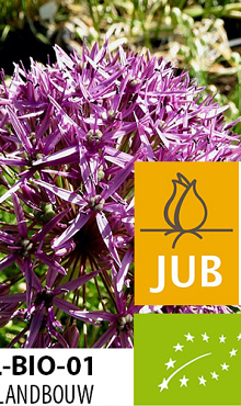 ALLIUM VIOLET BEAUTY BIOLOGISCH