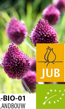 ALLIUM SPHAEROCEPHALON BIOLOGISCH