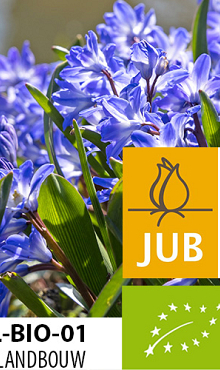 CHIONODOXA BLUE GIANT BIOLOGISCH