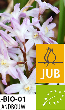 CHIONODOXA PINK GIANT BIOLOGISCH