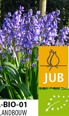 HYACINTHOIDES EXCELSIOR BIOLOGISCH