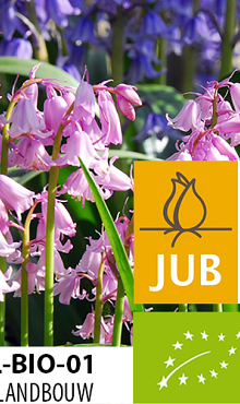 HYACINTHOIDES HISPANICA ROZE / PINK BIOLOGISCH