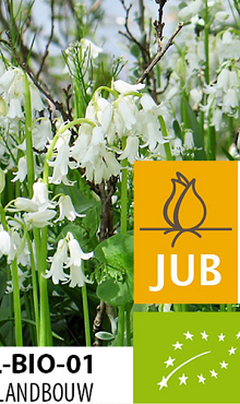 HYACINTHOIDES HISPANICA WIT BIOLOGISCH