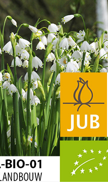 LEUCOJUM GRAVETYE GIANT BIOLOGISCH