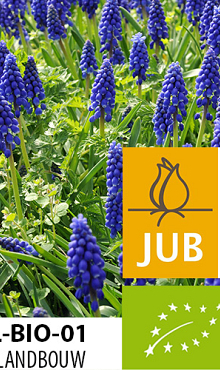 MUSCARI ARMENIACUM BIOLOGISCH