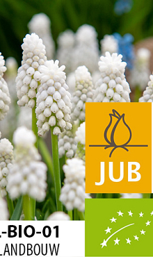 MUSCARI WHITE MAGIC BIOLOGISCH