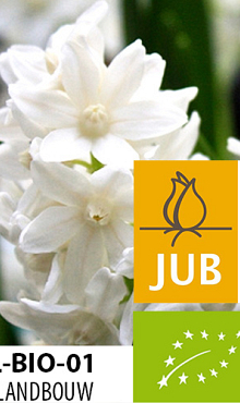 PUSCHKINIA LIBANOTICA ALBA BIOLOGISCH