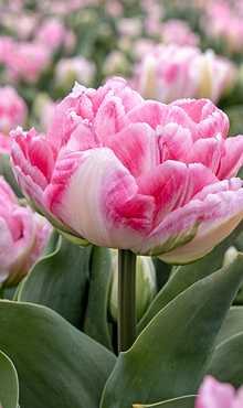 TULIPA FOXTROT