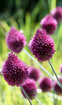 ALLIUM SPHAEROCEPHALON