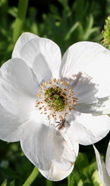 X 100 ANEMONE CORONARIA BRIDE 5/6