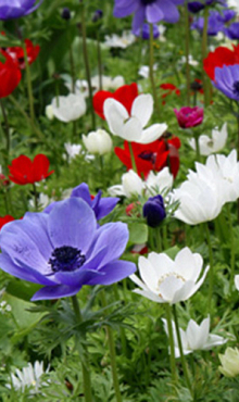 ANEMONE CORONARIA DE CAEN GEMENGD