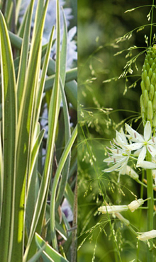 CAMASSIA LEICHTLINII SACAJAWEA