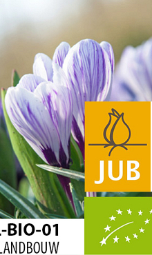 CROCUS KING OF THE STRIPED BIOLOGISCH