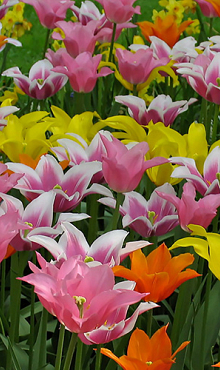 TULIPA LELIEBLOEMIG MIX