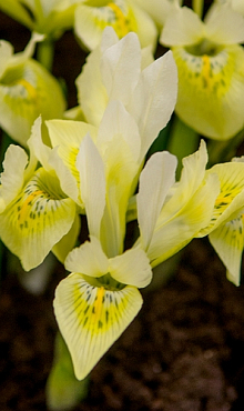 IRIS SPECIES KATHARINES GOLD