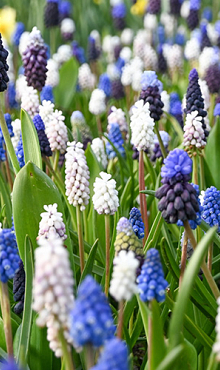 MUSCARI MIX