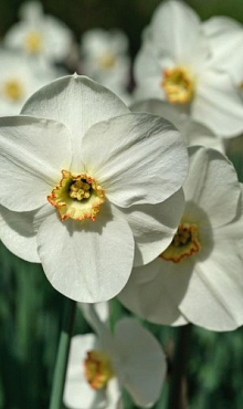 NARCISSUS CAPISCO