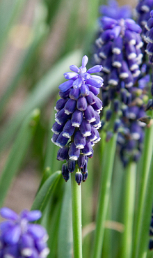 MUSCARI ARMENIACUM NIGHT EYES