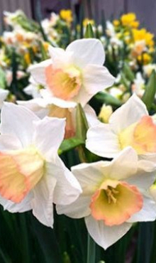 NARCISSUS COSMOPOLITAN