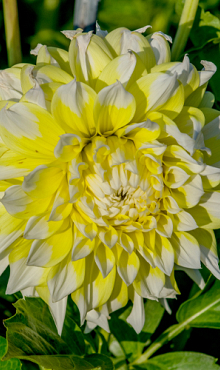 X 10 DAHLIA GRAND PRIX I