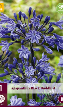 X 1 AGAPANTHUS BLACK BUDDHIST 1/2