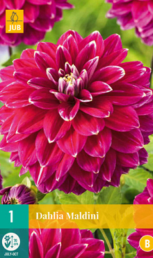 X 1 DAHLIA MALDINI I