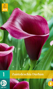X   1 ZANTEDESCHIA DURBAN 14/16