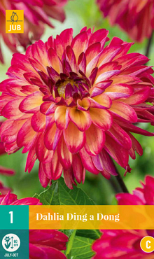 X 1 DAHLIA DING A DONG I