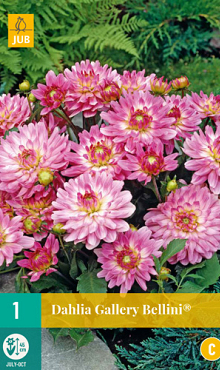X 1 DAHLIA GALLERY BELLINI I