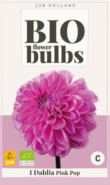 X 1 BIO DAHLIA PINK POP I