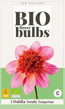 X 1 BIO DAHLIA TOTALLY TANGERINE I