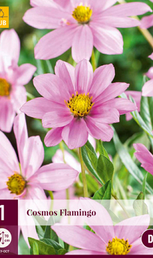 X 1 COSMOS FLAMINGO I
